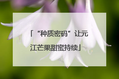 “种质密码”让元江芒果甜蜜持续