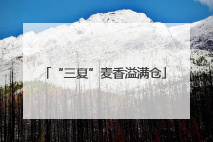 “三夏”麦香溢满仓