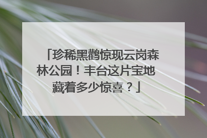 珍稀黑鹳惊现云岗森林公园！丰台这片宝地藏着多少惊喜？