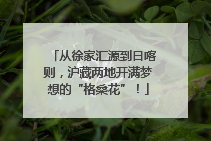 从徐家汇源到日喀则，沪藏两地开满梦想的“格桑花”！