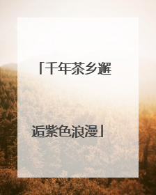 千年茶乡邂逅紫色浪漫
