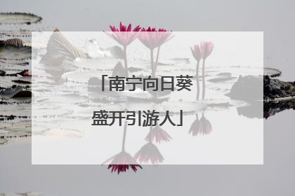 南宁向日葵盛开引游人