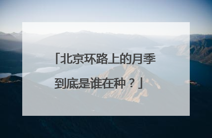 北京环路上的月季到底是谁在种？