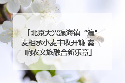 北京大兴瀛海镇“瀛”麦相承小麦丰收开镰 奏响农文旅融合新乐章