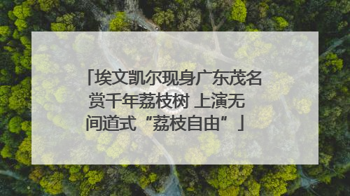 埃文凯尔现身广东茂名 赏千年荔枝树 上演无间道式“荔枝自由”