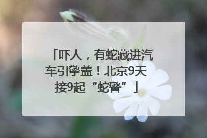 吓人，有蛇藏进汽车引擎盖！北京9天接9起“蛇警”
