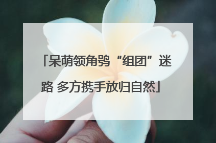 呆萌领角鸮“组团”迷路 多方携手放归自然
