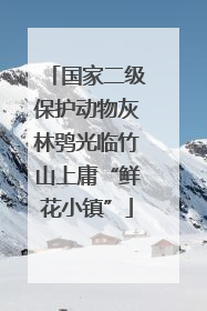 国家二级保护动物灰林鸮光临竹山上庸“鲜花小镇”