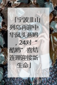 宁波韭山列岛再迎中华凤头燕鸥，24对“酷鸥”喜结连理迎接新生命