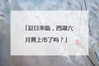 夏日来临，西湖六月黄上市了吗？