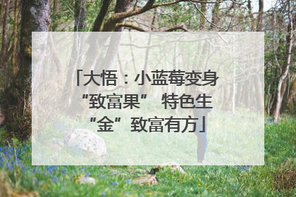 大悟：小蓝莓变身“致富果” 特色生“金”致富有方