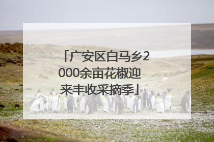 广安区白马乡2000余亩花椒迎来丰收采摘季