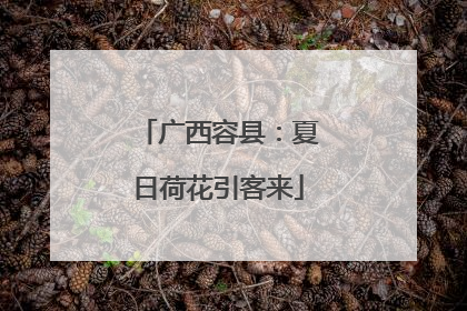 广西容县：夏日荷花引客来