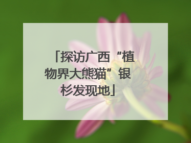 探访广西“植物界大熊猫”银杉发现地
