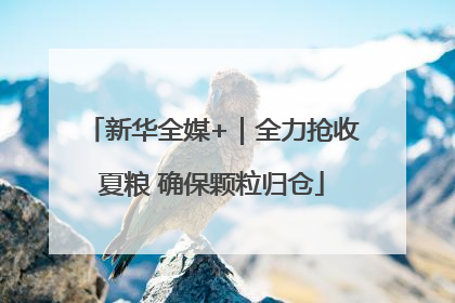 新华全媒+｜全力抢收夏粮 确保颗粒归仓