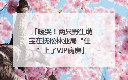 暖哭！两只野生萌宝在抚松林业局“住”上了VIP病房