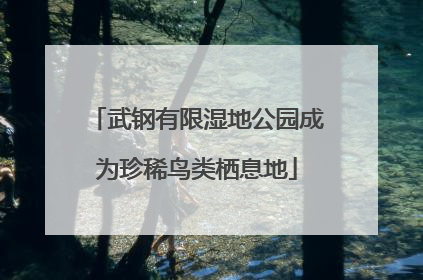 武钢有限湿地公园成为珍稀鸟类栖息地