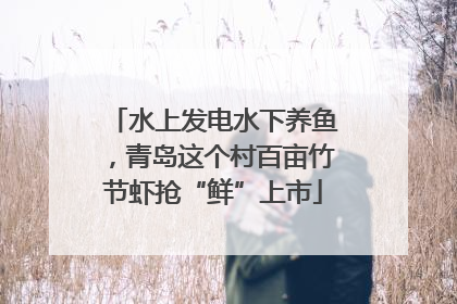 水上发电水下养鱼，青岛这个村百亩竹节虾抢“鲜”上市