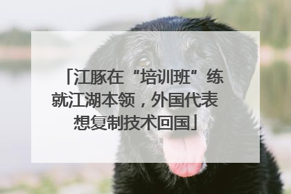 江豚在“培训班”练就江湖本领,外国代表想复制技术回国