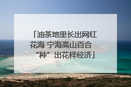 油茶地里长出网红花海 宁海高山百合“种”出花样经济
