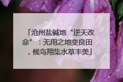 沧州盐碱地“逆天改命”：无用之地变良田，候鸟翔集水草丰美