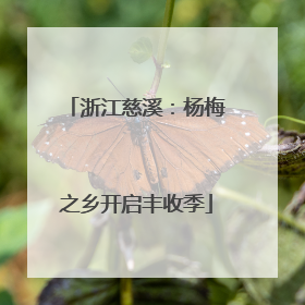 浙江慈溪：杨梅之乡开启丰收季