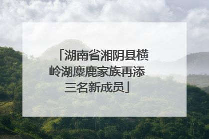 湖南省湘阴县横岭湖麋鹿家族再添三名新成员