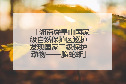 湖南舜皇山国家级自然保护区巡护发现国家二级保护动物——脆蛇蜥