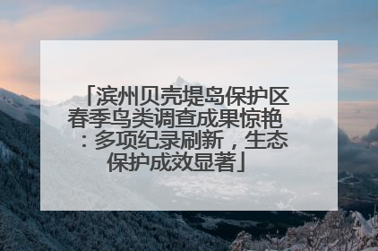 滨州贝壳堤岛保护区春季鸟类调查成果惊艳：多项纪录刷新，生态保护成效显著