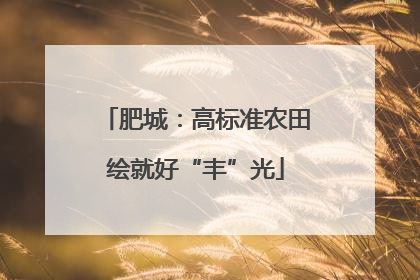 肥城：高标准农田绘就好“丰”光