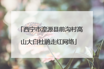 西宁市湟源县前沟村高山大白杜鹃走红网络
