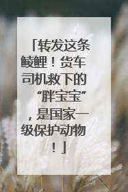 转发这条鲮鲤！货车司机救下的“胖宝宝”，是国家一级保护动物！