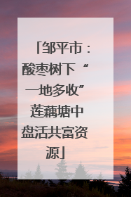 邹平市：酸枣树下“一地多收” 莲藕塘中盘活共富资源