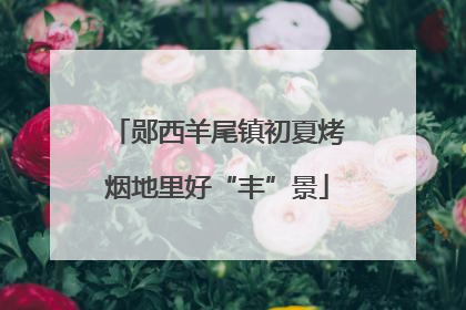 郧西羊尾镇初夏烤烟地里好“丰”景