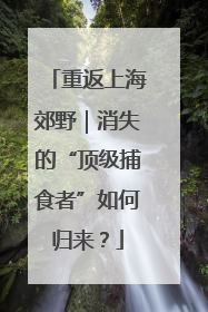 重返上海郊野｜消失的“顶级捕食者”如何归来？