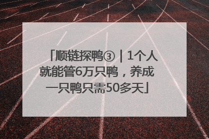 顺链探鸭③｜1个人就能管6万只鸭，养成一只鸭只需50多天