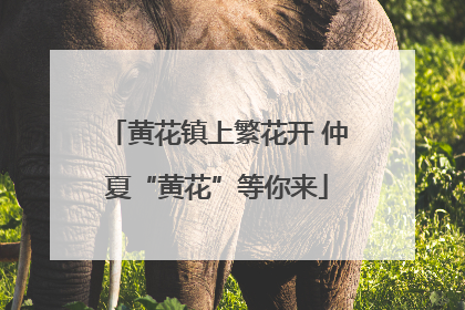 黄花镇上繁花开 仲夏“黄花”等你来