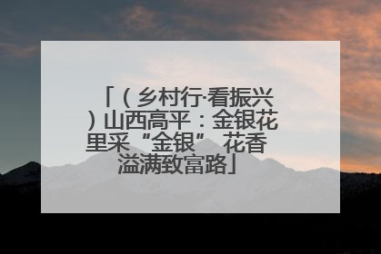 （乡村行·看振兴）山西高平：金银花里采“金银” 花香溢满致富路