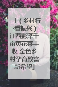 （乡村行·看振兴）江西彭泽千亩黄花菜丰收 金色乡村孕育致富新希望
