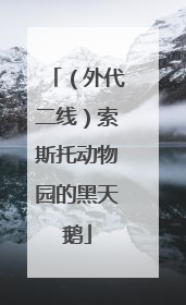 （外代二线）索斯托动物园的黑天鹅